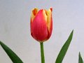 67 Bicolor